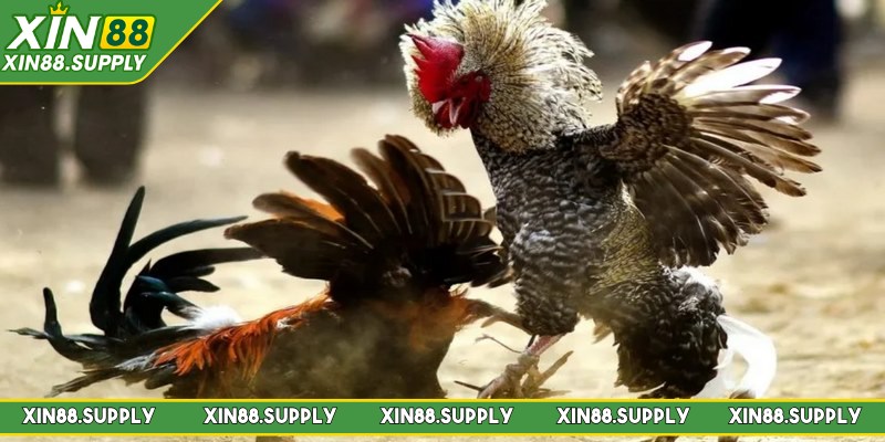 Các bí kíp chơi đá gà Campuchia siêu hay 