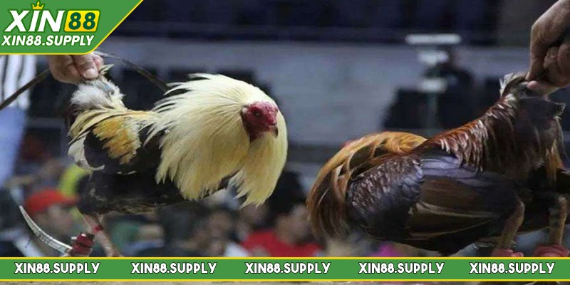 Các ưu điểm nổi bật có tại đá gà Mỹ 