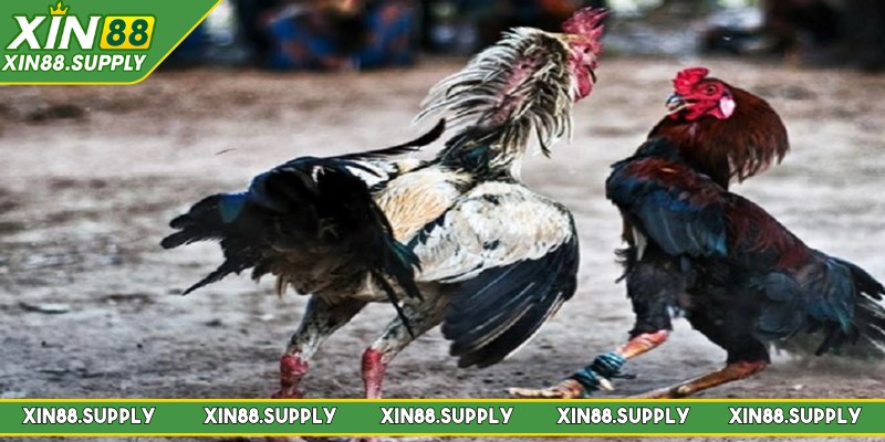 Một số hình thức đá gà Thomo thịnh hành nhất 