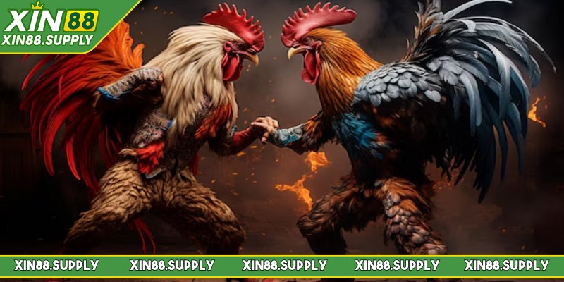 Đá gà Xin88 là một trong những chuyên mục cá cược hấp dẫn 