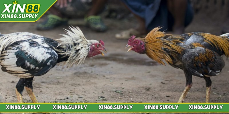 Sảnh game mang đến nhiều hình thức chọi gà thú vị 