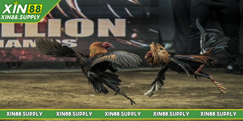 Thành viên có thể thưởng thức nhiều thể loại chọi bùng nổ