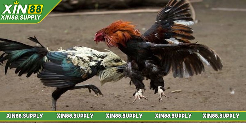 Người chơi tham gia được lựa chọn nhiều cửa cược thú vị khác nhau