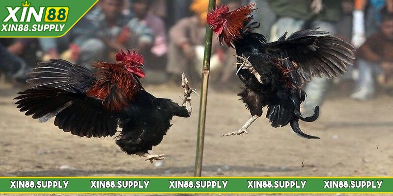 Lựa chọn này nổi bật với mức cược cạnh tranh, thanh toán nhanh